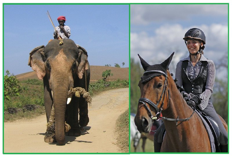 elephant-horse-riding